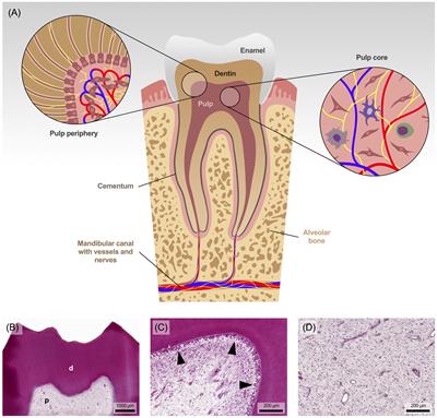 Understanding dental pulp inflammation: from signaling to structure